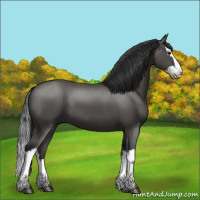 Horse Color:Black Splash 