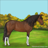Horse Color:Buckskin Tobiano 
