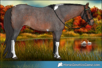 Horse Color:Bay Roan Tobiano