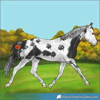 Horse Color:Black Splash Tobiano 