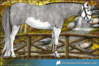 Horse Color:Liver Red Roan Splash