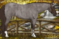 Horse Color:Liver Red Roan 