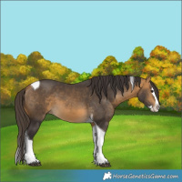Horse Color:Buckskin Splash Tobiano 