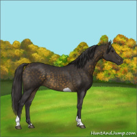 Horse Color:Buckskin Tobiano 