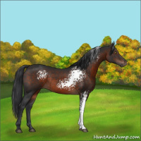 Horse Color:White Spotted Brown Rabicano 