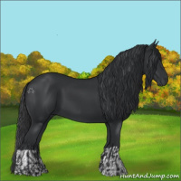 Horse Color:Black  and Black 
