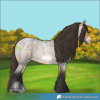 Horse Color:Buckskin Roan Sabino Frame 