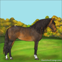 Horse Color:Buckskin Tobiano 