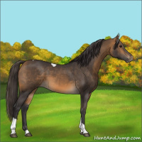 Horse Color:Buckskin Tobiano 