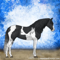 Horse Color:Black Tobiano 
