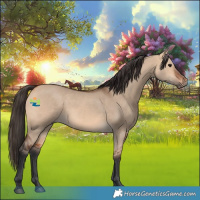 Horse Color:Bay Dun 