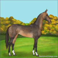 Horse Color:Buckskin Tobiano