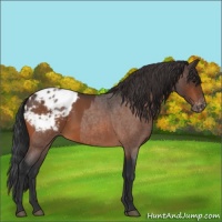 Horse Color:Bay Appaloosa  and Bay Roan Appaloosa 