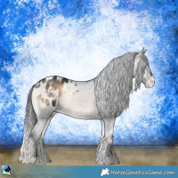 Horse Color:Brown Onyx Appaloosa 