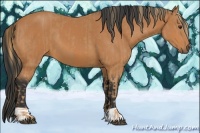 Horse Color:Chestnut  and Bay 