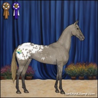 Horse Color:Smoky Grullo Appaloosa