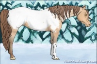 Horse Color:Amber Champagne Appaloosa