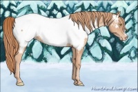 Horse Color:Gold Champagne Appaloosa