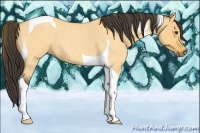 Horse Color:Buckskin Roan Dun Tobiano