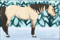 Horse Color:Buckskin Roan Dun Tobiano