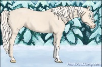 Horse Color:Cremello