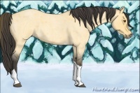 Horse Color:Buckskin Roan Dun Tobiano 