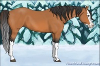 Horse Color:Bay Splash