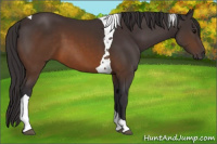 Horse Color:Buckskin Tobiano 