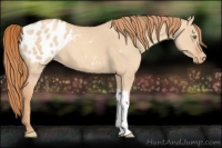 Horse Color:Gold Champagne Dun Appaloosa