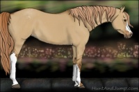 Horse Color:Gray Red Dun Appaloosa