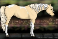Horse Color:Palomino Dun Tobiano