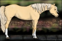 Horse Color:Palomino Roan Dun
