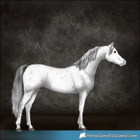 Horse Color:Brown Sabino