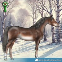 Horse Color:Liver Chestnut Mushroom 