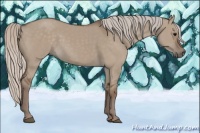 Horse Color:Silver Grullo