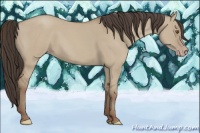 Horse Color:Classic Champagne Dun 