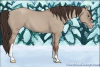 Horse Color:Classic Champagne Dun