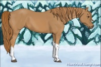 Horse Color:Chestnut Tobiano