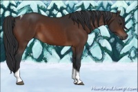 Horse Color:Brown Tobiano 