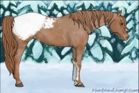 Horse Color:Chestnut Appaloosa 
