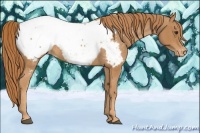 Horse Color:Chestnut Appaloosa