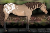 Horse Color:Bay Dun Appaloosa 
