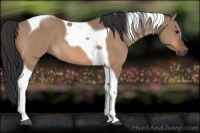 Horse Color:Bay Dun Tobiano 