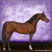 Horse Color:Buckskin Tobiano 
