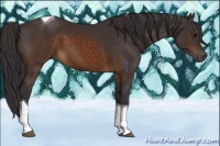 Horse Color:Buckskin Tobiano 