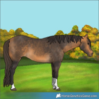 Horse Color:Buckskin Tobiano 