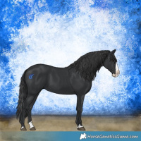 Horse Color:Black Splash 