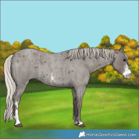 Horse Color:Silver Blue Roan Sabino 