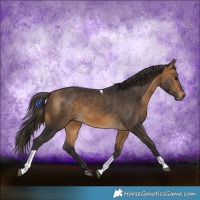Horse Color:Buckskin Tobiano