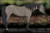 Horse Color:Grullo
